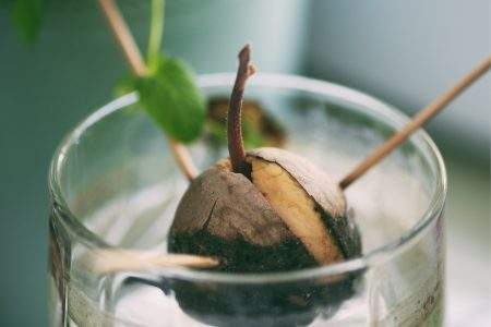 Come si coltiva in casa una pianta di avocado