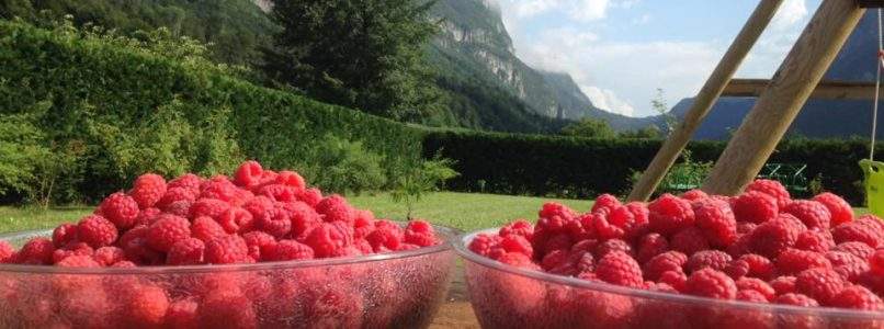 Trentino: i tour gastronomici da fare in e-bike