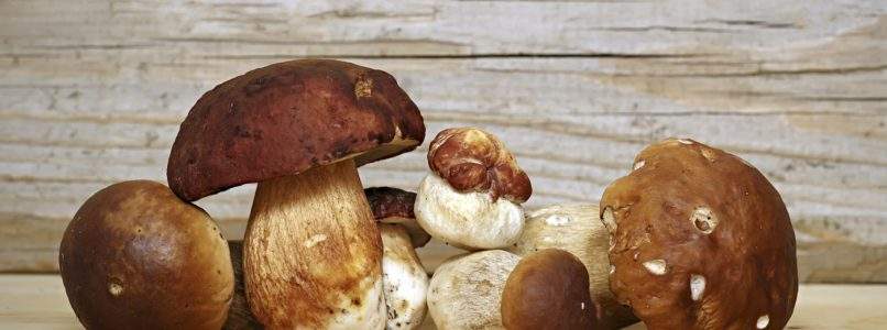 5 modi per cucinare i funghi porcini