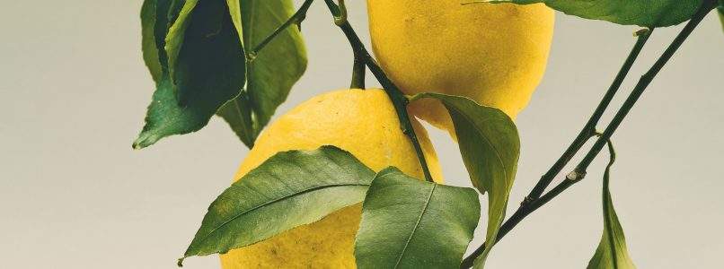 I diversi limoni campani: una questione di sfumature