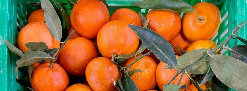 Le clementine del futuro raccontano l’agricoltura italiana
| La Cucina Italiana