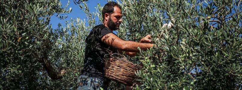 L'olio extravergine di oliva italiano più caro di sempre: perché
