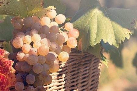 Sardegna: vini e vitigni da non perdere