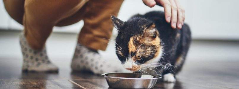 Snack per gatti fatti in casa: tre idee